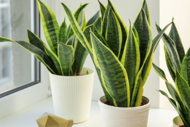 Paulo Augusto Berchielli