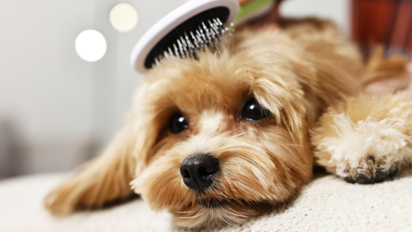 A relação entre serviços funerários para animais e saúde pública é estratégica, conforme analisa Tiago Schietti.